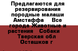 Предлагаются для резервирования породные малаши Амстаффа  - Все города Животные и растения » Собаки   . Тверская обл.,Осташков г.